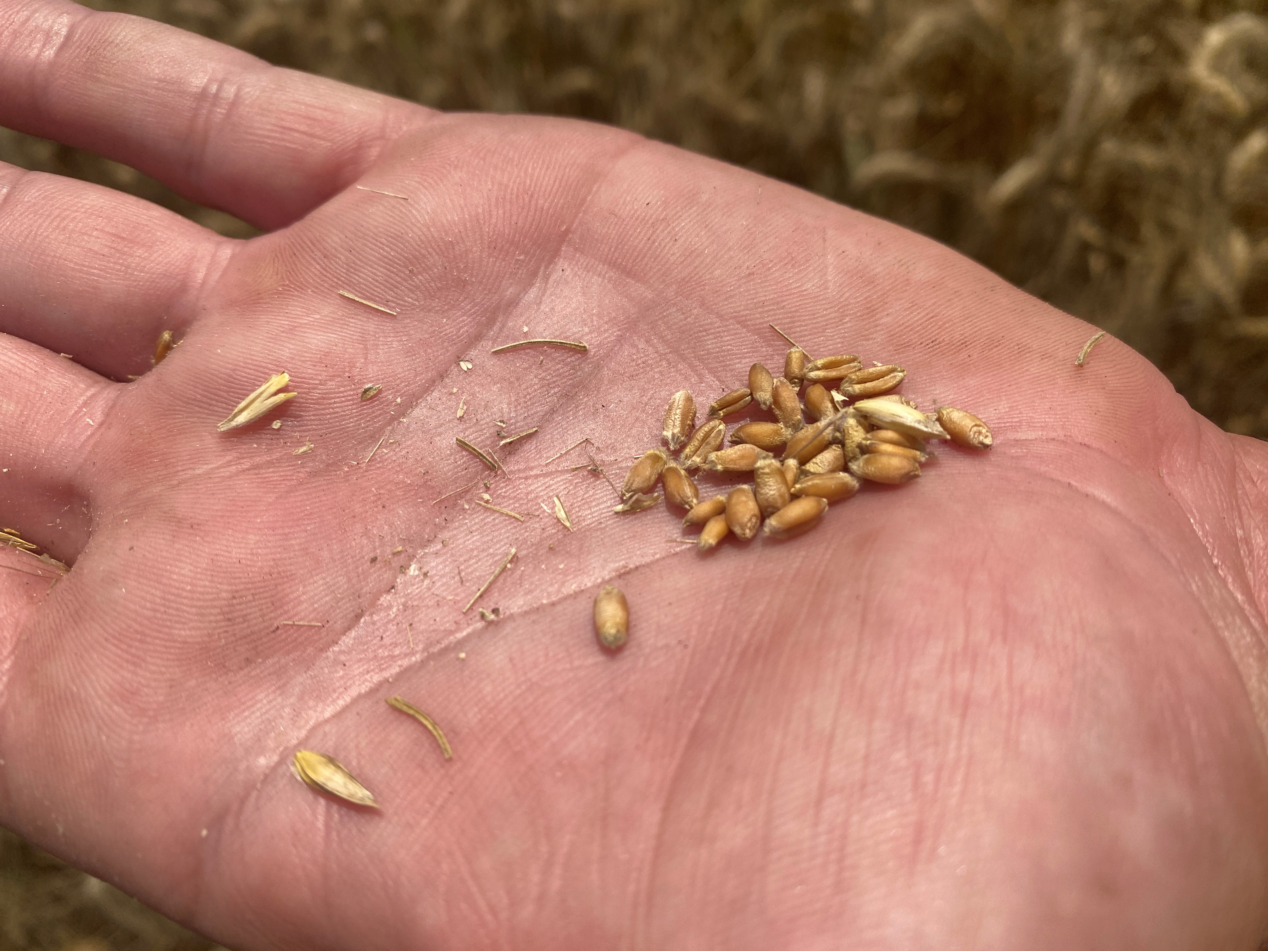 Wheat, small grain breeders work constantly to create improved varieties